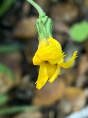 Hieracium tridentatum