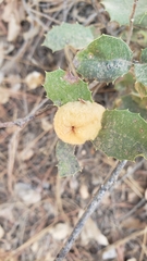 Heteroecus dasydactyli