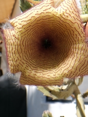 Stapelia grandiflora