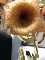 Stapelia grandiflora