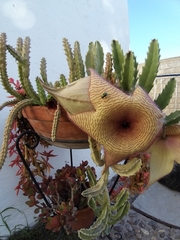 Stapelia grandiflora