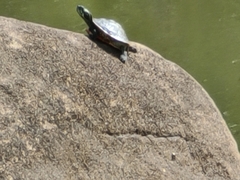 Pseudemys rubriventris