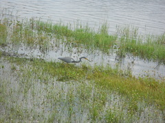 Egretta tricolor image