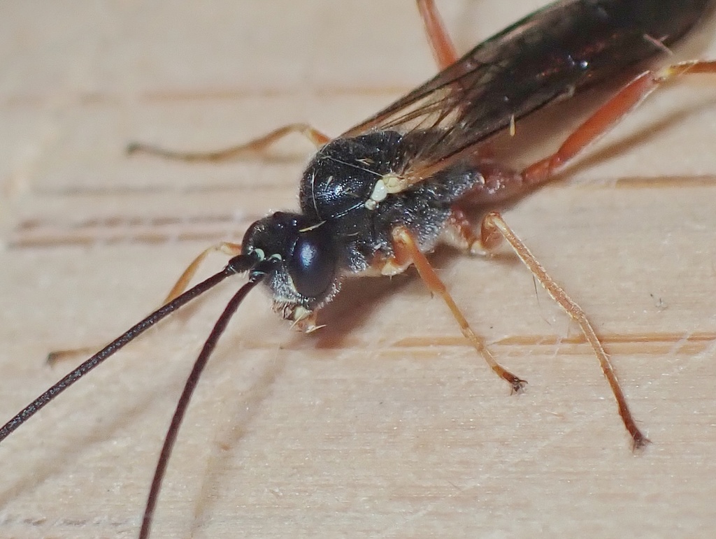 Lissonota fundator