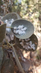 Puto arctostaphyli