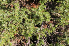 Juniperus communis hemisphaerica