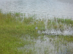 Egretta tricolor image