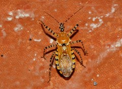 Pselliopus latispina