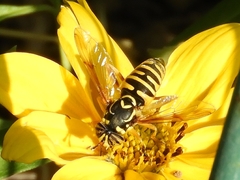 Spilomyia interrupta