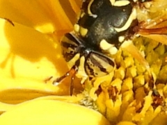 Spilomyia interrupta