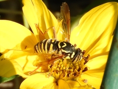 Spilomyia interrupta