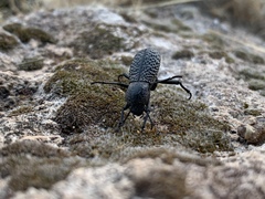 Cryptoglossa variolosa