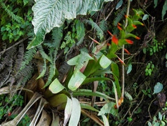 Guzmania gloriosa