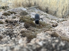 Cryptoglossa variolosa
