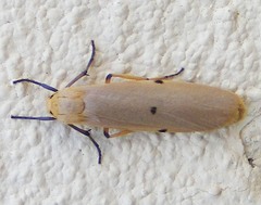 Zobida similipuncta