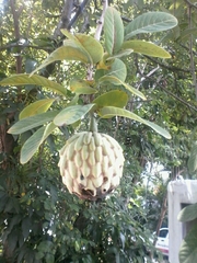 Annona macroprophyllata