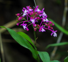 Epidendrum porphyreum