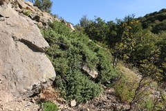 Juniperus communis hemisphaerica