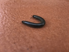 Ommatoiulus oxypygus