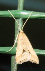 Diasemia monostigma