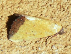 Phytometra subflavalis