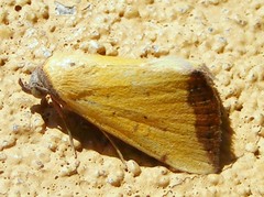Phytometra subflavalis