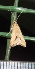 Diasemia monostigma