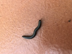 Ommatoiulus oxypygus