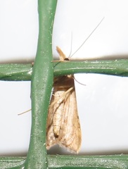 Diasemia monostigma