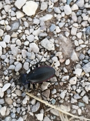 Carabus germarii
