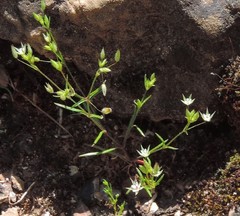 Sabulina tenuifolia