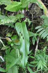 Anthurium colonicum
