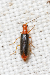 Hylodanacaea haemorrhoidalis