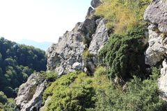 Juniperus communis hemisphaerica
