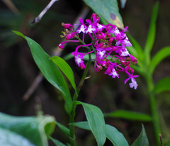 Epidendrum porphyreum