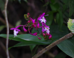 Epidendrum porphyreum