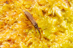Gamostolus subantarcticus