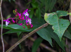 Epidendrum porphyreum