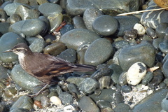 Cinclodes nigrofumosus