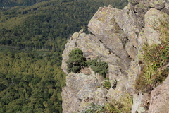 Juniperus communis hemisphaerica