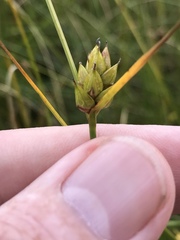 Carex oligosperma