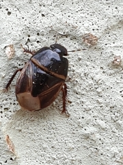 Microporus
