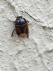 Microporus