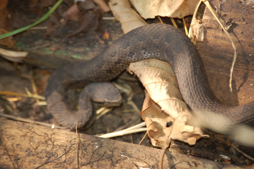 Tzotzil Montane Pit Viper, Cerrophidion tzotzilorum