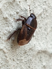 Microporus