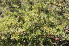 Juniperus communis hemisphaerica