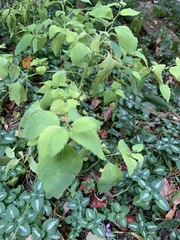 Impatiens pallida