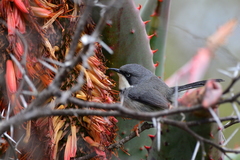 Apalis thoracica