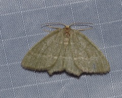 Thalera pistasciaria