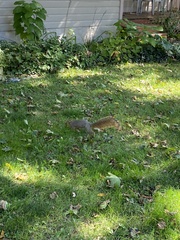 Sciurus niger